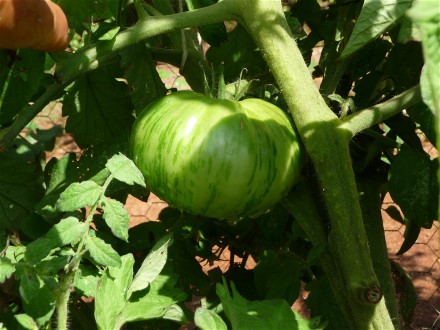 Web 2014-06-29 Heirloom Tomato Unscreened Compost 061.jpg